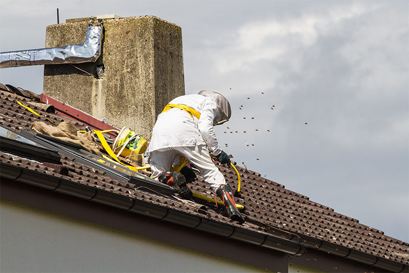 Bee Pest Control in Barnet Greater London