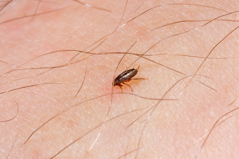 Flea Pest Control in Barnet Greater London