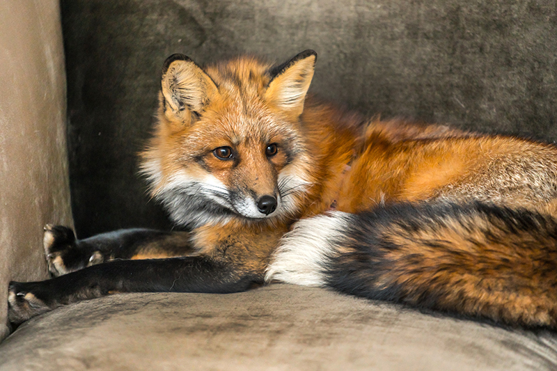 Fox Pest Control in Barnet Greater London