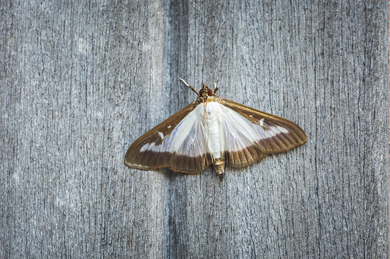 Moth Pest Control in Barnet Greater London